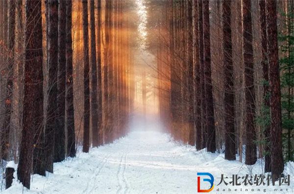 森林之子冬天什么時候結束