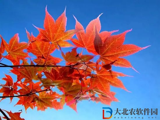 qq飛車手游赤城紅葉最快跑法-qq飛車手游赤城紅葉跑法技巧