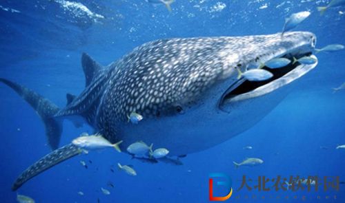 世界上最大的魚類是?神奇海洋6月14日答案