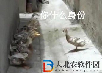 鵝鴨殺表情圖匯總-鵝鴨殺搞笑表情包高清