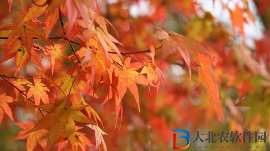 qq飛車手游赤城紅葉最快跑法-qq飛車手游赤城紅葉跑法技巧