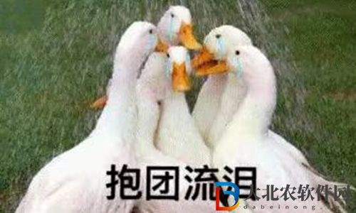 鵜鶘吃網(wǎng)紅會(huì)報(bào)告嗎-鵝鴨殺