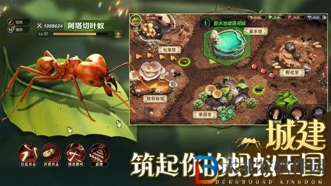 小小蟻國