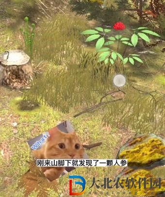 奪筍高手長白山無價之寶千年人參