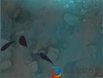 奪筍高手新疆天山無價之寶巨型阿魏