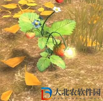 奪筍高手貴州焚凈山無價之寶九轉還魂芝