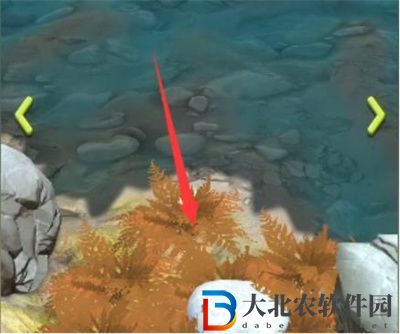 奪筍高手新疆天山無價之寶巨型阿魏