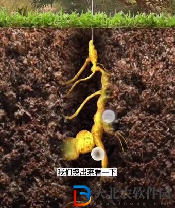 奪筍高手長白山無價之寶千年人參