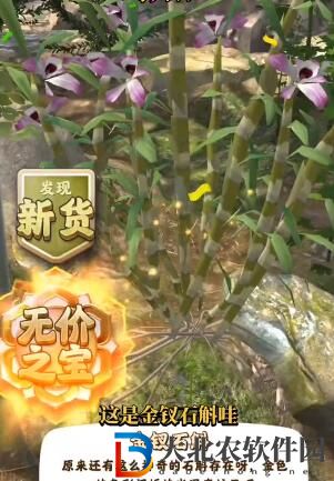 奪筍高手河南伏牛山無價之寶金釵石斛