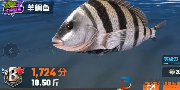 歡樂(lè)釣魚(yú)大師魚(yú)類有哪些