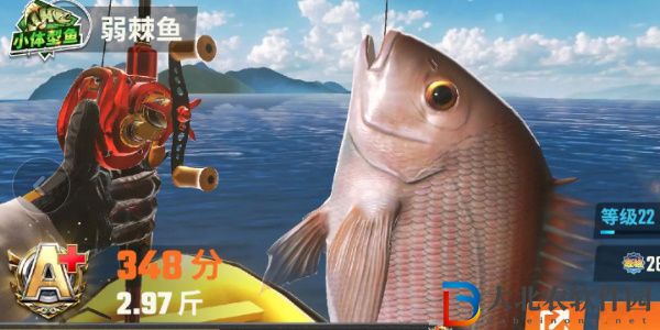 歡樂(lè)釣魚(yú)大師魚(yú)類有哪些