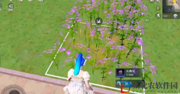 和平精英花圃種子在哪買
